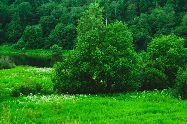 Grön skog vid sjö natur bakgrunden — Stockfoto