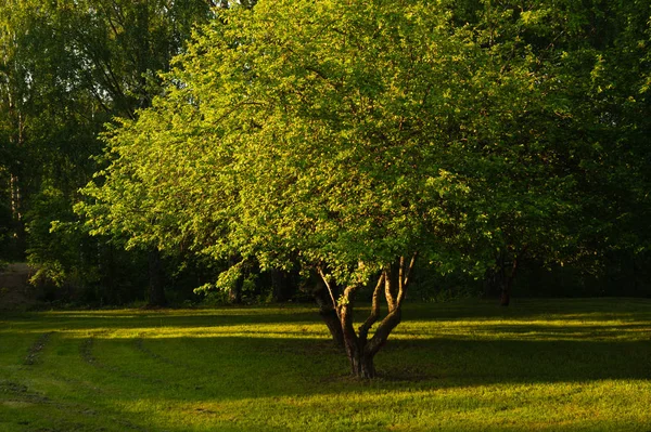 Green tree in the park with morning sunlight — Stock Photo, Image