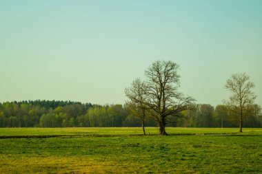 Orman arka plan ile çayırda Yalnız ağaç