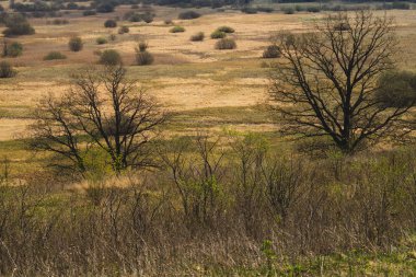 Yüksekten doğa panoramik manzara manzarası. bitki ve ağaçlar doğa arka plan ile alan