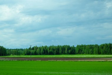 Yeşil alan ve orman doğa arka plan