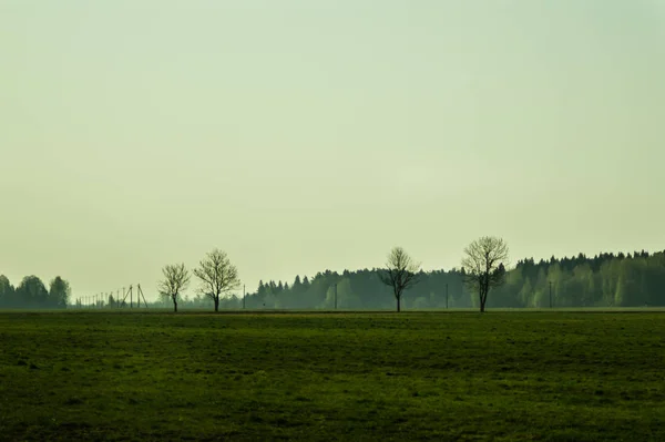 Orman arka plan ile çayırda Ağaç — Stok fotoğraf