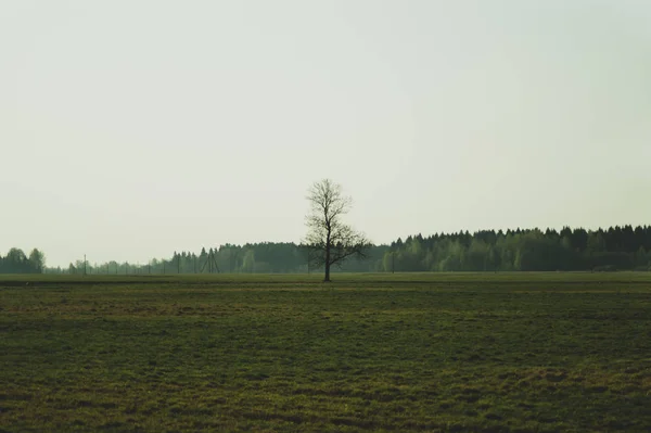Samotne drzewo na łące z leśnym tłem — Zdjęcie stockowe