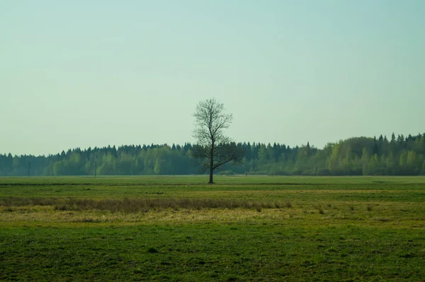 Samotne drzewo na łące z leśnym tłem — Zdjęcie stockowe