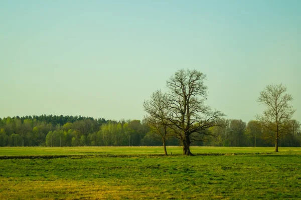 Osamělý strom na louce s lesním pozadím — Stock fotografie