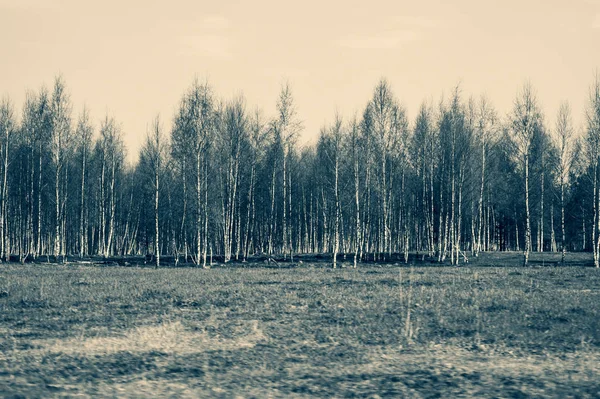 Campo y el bosque con abedules fondo de la naturaleza —  Fotos de Stock