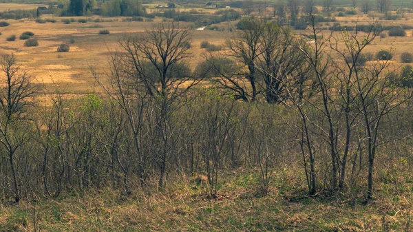 A természet panoráma kilátást nyújt a tájra. a növények és fák természetvédelmi hátterének területén — Stock Fotó