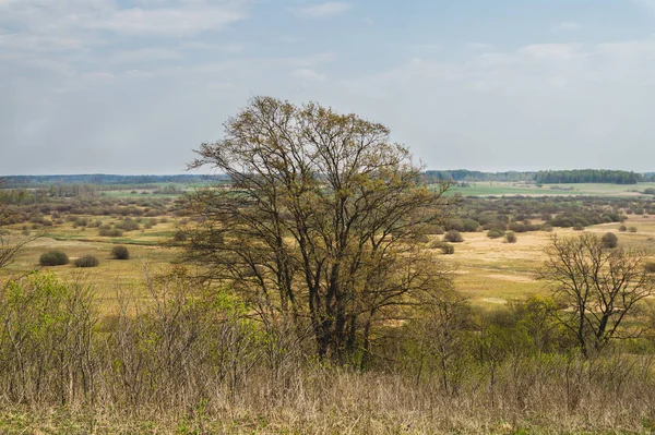 Naturaleza vista panorámica del paisaje desde lo alto. campo con plantas y árboles naturaleza fondo —  Fotos de Stock