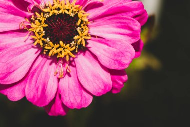 Bahçede pembe çiçek yakın. çiçek doğa arka plan