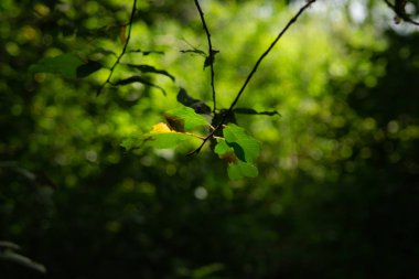 Koyu bulanık yeşillik arka plan ile bir dal üzerinde Yaprak