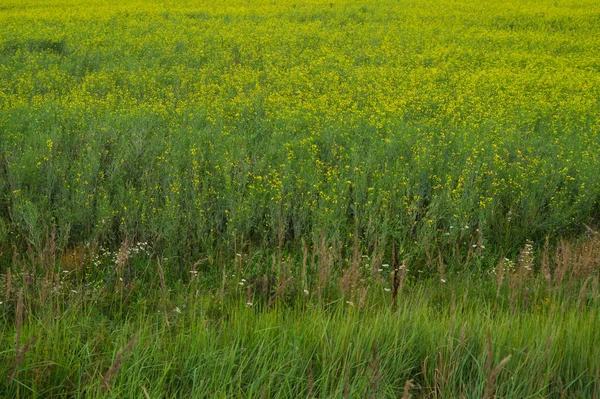 Fond de prairie vert. texture florale. toile de fond nature — Photo