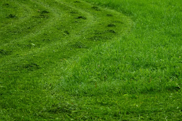 Травяной фон. цветочная текстура. природа фон — стоковое фото