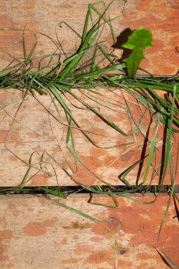 Ahşap tahta zeminile büyüyen çim
