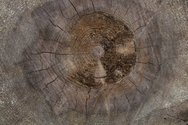 Естественная текстура дерева. деревянный фон — стоковое фото