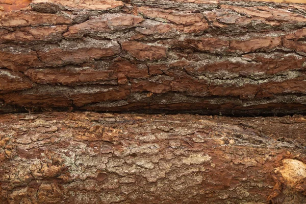 Кора дерева крупным планом. текстура дерева. деревянный фон — стоковое фото