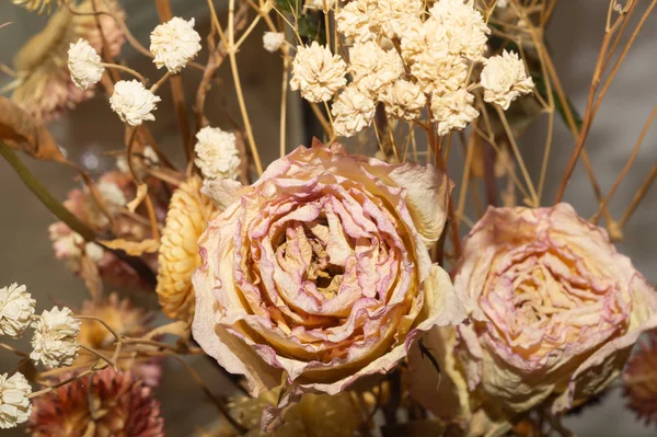 Dried rose close up. dried flower background