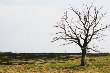 Tarlada yalnız kuru ağaç. çayırda tek başına duran ağaç