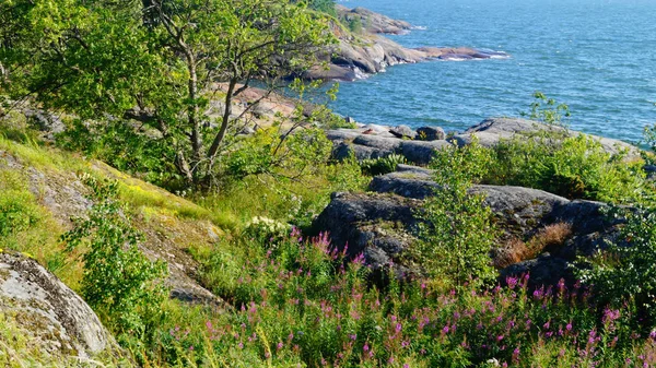 Красочный пейзаж с растениями и камнями на берегу моря — стоковое фото
