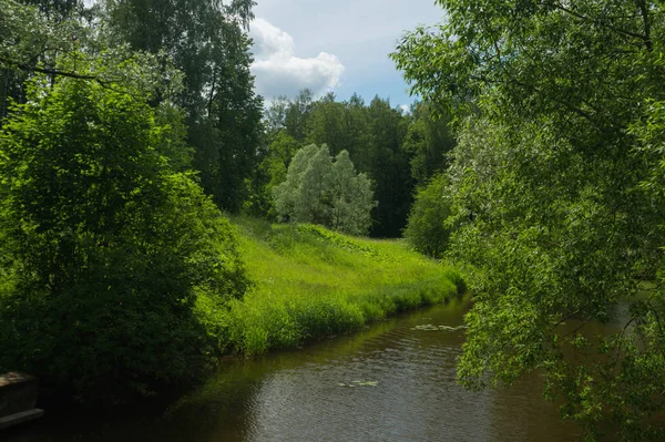 Creek na floresta. paisagem verde com um rio — Fotografia de Stock