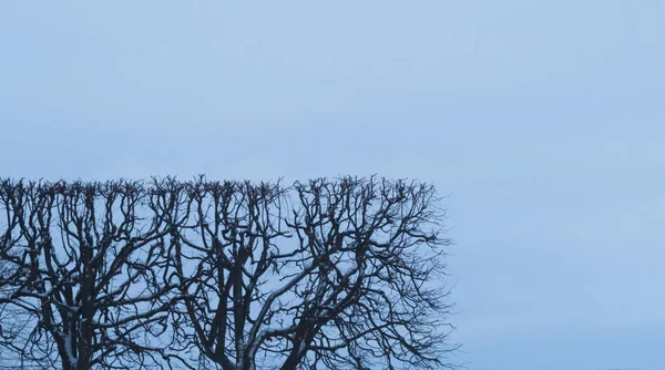 Cobertura recortada con forma geométrica. arbusto de forma cuadrada. concepto de naturaleza con espacio de copia. ramas de árboles contra el cielo —  Fotos de Stock