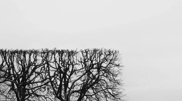 Bijgesneden heg met geometrische vorm. vierkant gevormde struik. natuur concept met Kopieer ruimte. boomtakken tegen de hemel — Stockfoto