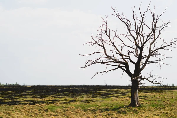 Tarlada yalnız kuru ağaç. çayırda tek başına duran ağaç