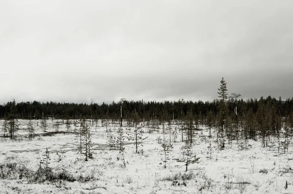 겨울 숲입니다. 식물과 나무와 눈 풍경 — 스톡 사진