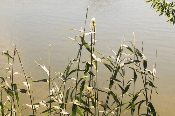 Водные растения на берегу озера — стоковое фото
