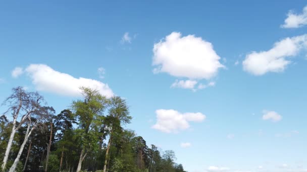 Лісові Дерева Вітряний День Вітер Вигинає Гілки Зеленим Листям Блакитне — стокове відео