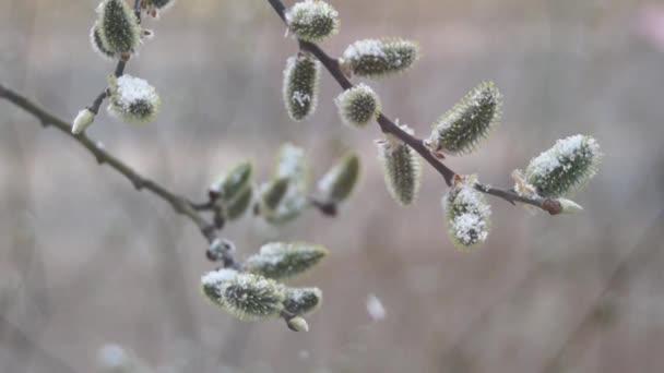 雪が降る霜の日に枝に芽を出します 雪が降ってる 枝が風に揺れる 雪の結晶が飛んでる 冬か早春か — ストック動画