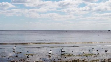 Martılar kıyıda ağır çekimde yürüyorlar. Kuş aktivitesi. Deniz dalgalarıyla kıyı şeridi. Dalgalı su yüzeyi. Ufuk çizgisi olan deniz manzarası