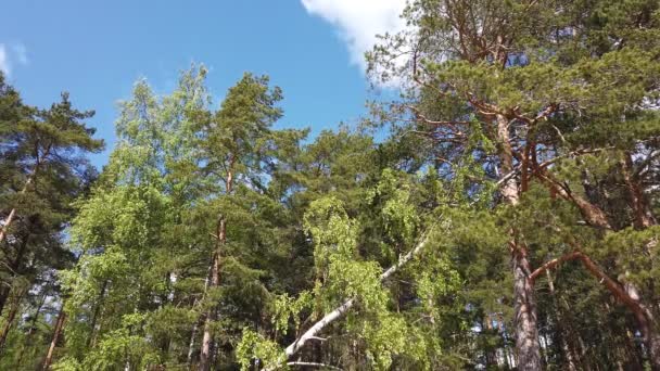 Bosbomen Een Winderige Dag Wind Buigt Takken Met Groene Bladeren — Stockvideo