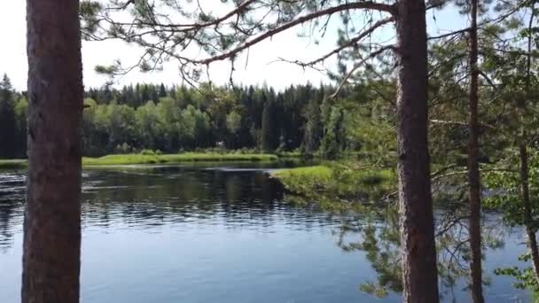 森林湖 水面上有波纹 夏天的一天在树干之间 景色从岸上飘扬到水面 — 图库视频影像