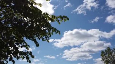 Rüzgarda sallanan yapraklı ağaç dalları. Arka planda hareket eden bulutlar olan mavi gökyüzü. Rüzgarlı bir günde yaprak dökümü