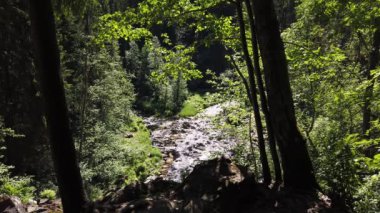 Ormandaki yapraklar. Ağaçların arkasındaki kayalık nehir. Ağaçlar ve bitkiler. güneşli bir gün