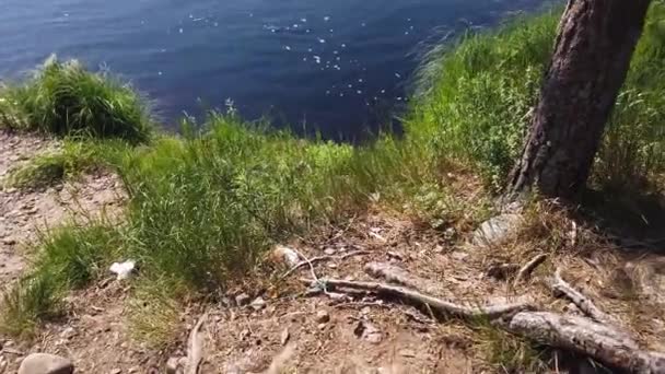 Lac forestier. surface de l'eau avec des ondulations. journée ensoleillée. se déplace du rivage à l'eau