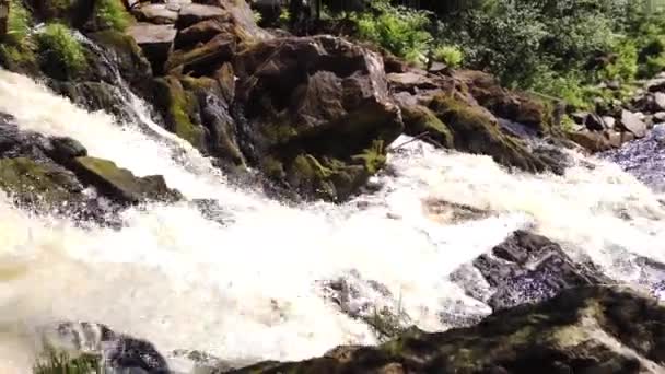 Mountain River Dense Forest Woodland Creek Rocky Watercourse Water Flow — Stock Video