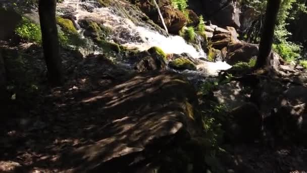 Walking Forest Mountain River Waterfall Dense Forest Woodland Creek Water — Stock Video