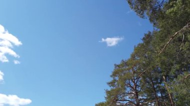 Rüzgarlı bir günde orman ağaçları. Rüzgar yeşil yapraklarla dalları büker. mavi gökyüzü ve bulutlar