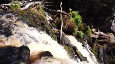 Yoğun ormanda şelale. dağ nehri. Woodland Deresi. Su sıçratarak akıyor. Kayalık su yolu