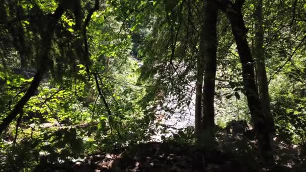 Θέα Μέσα Από Φύλλωμα Στο Δάσος Ποτάμι Ρέει Πίσω Από — Αρχείο Βίντεο