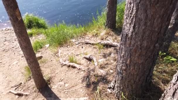 Waldsee Wasseroberfläche Mit Wellen Sonniger Tag Der Blick Wandert Vom — Stockvideo