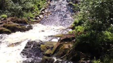Yoğun ormanda şelale. dağ nehri. Woodland Deresi. Su sıçratarak akıyor. Kayalık su yolu