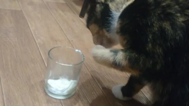 猫用爪子从玻璃杯里吃酸奶油 — 图库视频影像