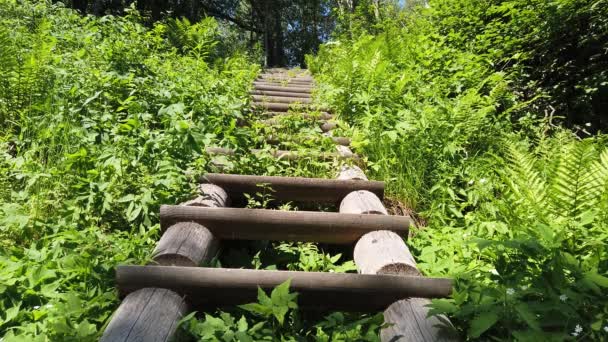 Escalera Madera Denso Follaje Escalera Cubierta Madera Hermoso Paisaje Parque — Vídeo de stock