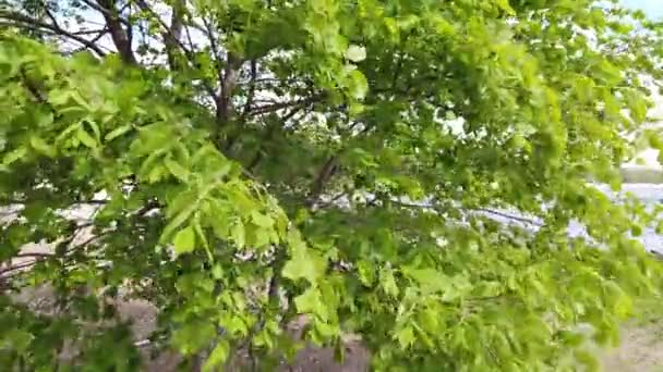 Hojas Verdes Viento Follaje Día Ventoso Viento Dobla Ramas Árboles — Vídeos de Stock