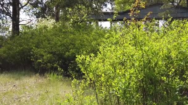 Går Bland Gröna Växter Park Slow Motion Grenar Med Gröna — Stockvideo