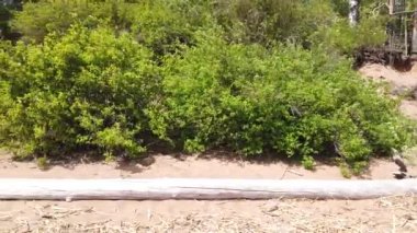 Uzun kütükler sahilde uzanıyor. Manzara gövde boyunca hareket eder. Arkaplanda yemyeşil yapraklar