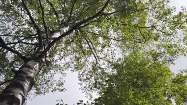 Rüzgarlı bir günde yavaş çekimde yeşillik. Aşağıdan, huş ağacı taçlarının arasından bak. Rüzgar dalları yeşil yapraklarla büker.