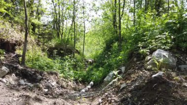 Yoğun orman manzarası. Kayalık ormanlık. Rüzgarlı havada yeşillik. Yaz günü. yeşil ağaçlar ve bitkiler